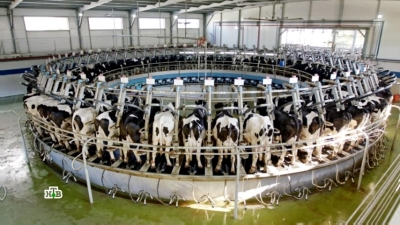 Инновации в животноводстве: Ключ к Успеху в Производстве и Качестве